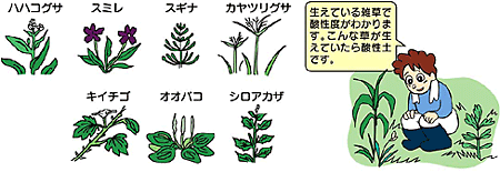 生えている雑草で酸性度がわかります。こんな草が生えていたら酸性土壌です