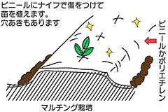 マルチング栽培: ビニールにナイフで傷をつけて苗を植えます。穴あきもあります。